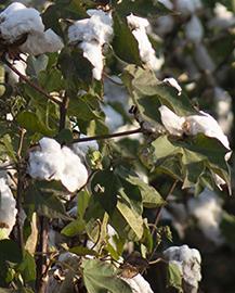 Cotton bolls