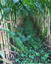Corn growing in kura clover. 