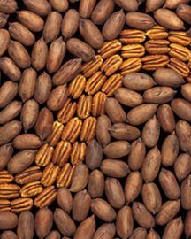 Shelled and unshelled pecans. 