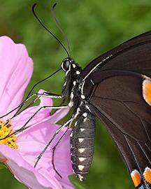 A buttefly on a flower