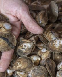 Freshly harvested oysters 