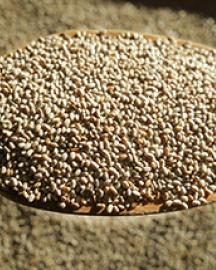Chia seeds