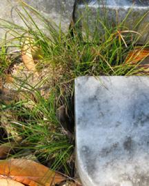 A weed growing next to a tombstone