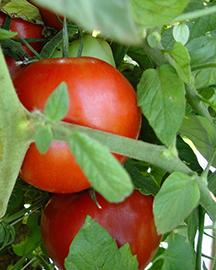 Red tomatoes on a vine
