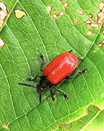 An air potato beetle on a green leaf