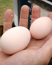 Eggzact image