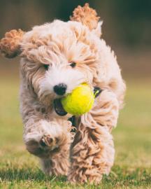 Puppy running carrying a tennis ball 
