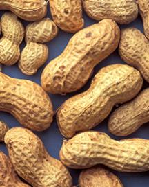 Peanuts in the shell 