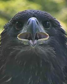 Eaglet looking at camera