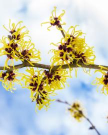 Yellow witch hazel