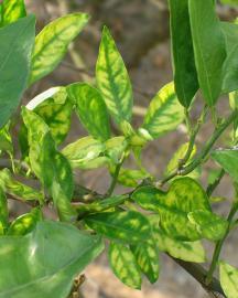Leaves with symptoms of citrus greening. 