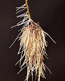 Roots of apple rootstock