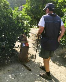 A dog detecting citrus greening in a grove