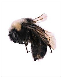 A franklin bumble bee.