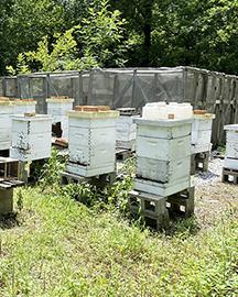 Rows of bee boxes.