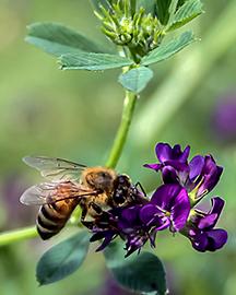 Bee on a purple flower. 