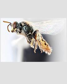 An adult female Mojave Poppy Bee.