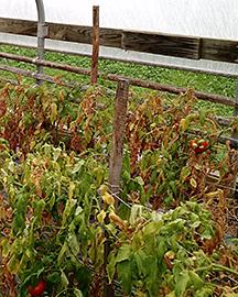 Tomatoes that are stunted, yellowing, and dying from corky root rot.