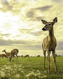 Healthy white tail deer at the National Centers for Animal Health in Ames, IA. (Photo by Hannah Hill)