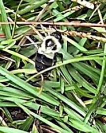 A bee foraging on centipede grass. 