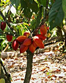 Healthy cacao pods growing in Bahia, Brazil.