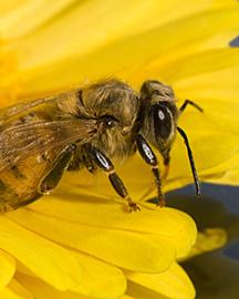 A honey bee on a yellow flower. 