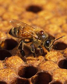 A honey bee with a varroa mite. 