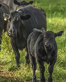 Two cows