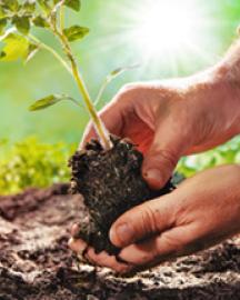 Two hands holding a plant seedling