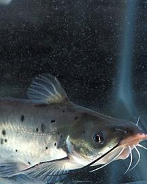 Close-up of a catfish swimming