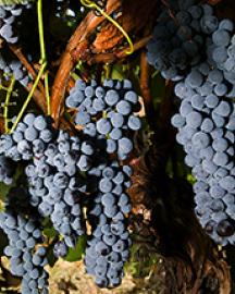 Purple grapes growing on a vine