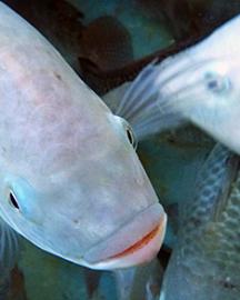 tilapia