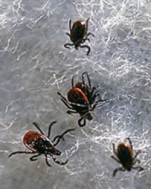 Black legged ticks
