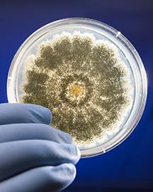 aflatoxin