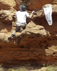 A man climbing on red rocks with a net