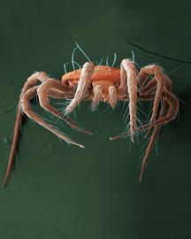 Persimilis image