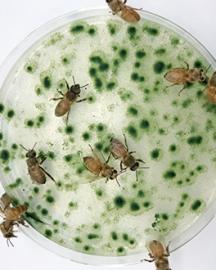 Honeybees feeding on microalgae