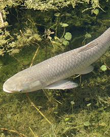 Carpcard image