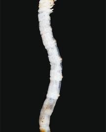 Dustyrosemyrtleborer image