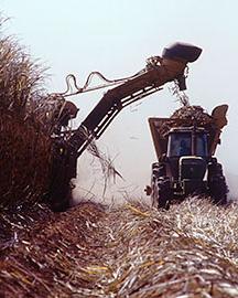 Sugarcane being harvested