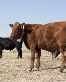 Cattleproduction image