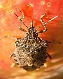 Insectsinsidecard image