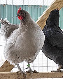 Chickens