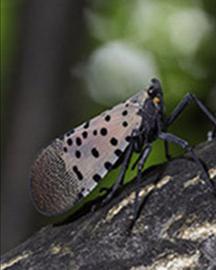 A spotted lanternfly