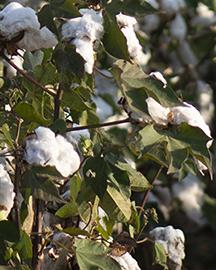 Cotton bolls