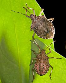 brown marmorated stink bug