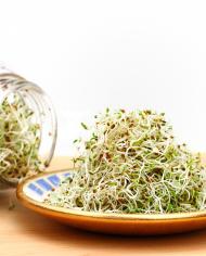 A heap of freshly grown organic alfalfa sprouts is piled on a small saucer. 
