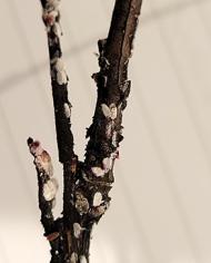 Scalecrapemyrtle image