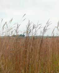 Prairie image
