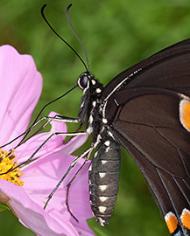 A buttefly on a flower